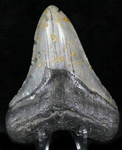 Bargain Megalodon Tooth - North Carolina #22956